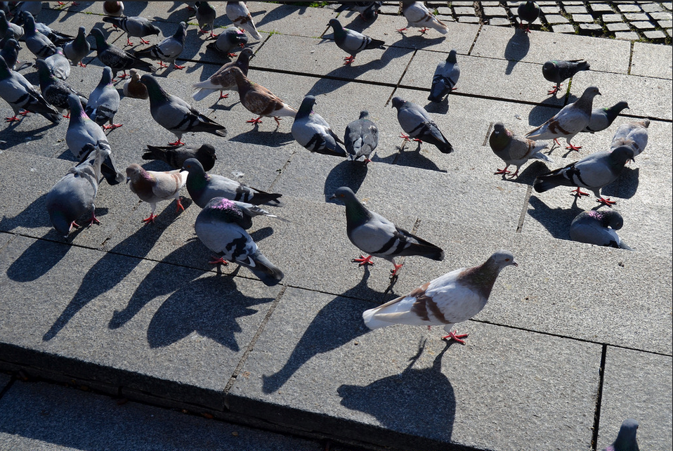 El TSJC ratifica la invalidesa d'una treballadora exposada als fems de coloms a Plaça Catalunya