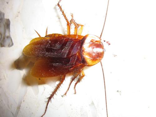 Control de plagues i fumigacions