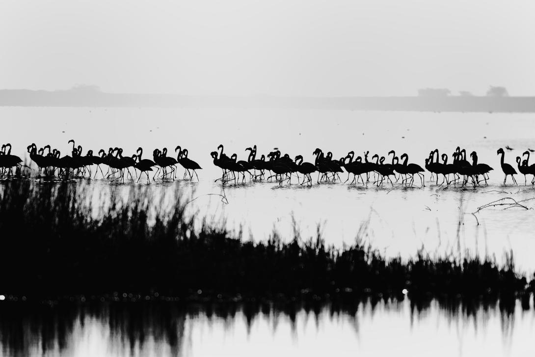 Primeras alegaciones contra el proyecto de nuevo deslinde en el término municipal de Deltebre