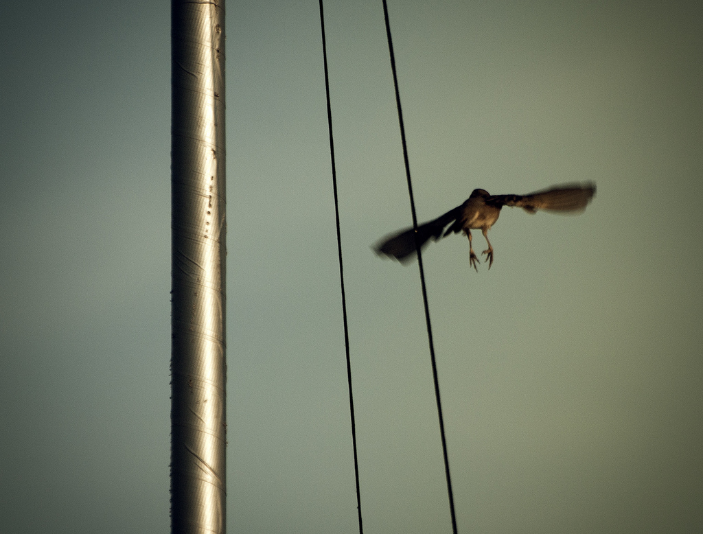Manifest del Col·lectiu Ronda en favor del referèndum de l'1-O
